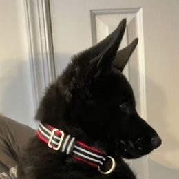 Clove - Black male German Shepherd puppy in Near Richmond, Virginia from German Shepherds of Virginia