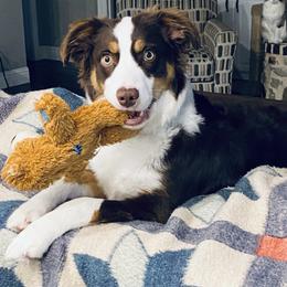 Miniature Australian Shepherd Puppies from Barnyard Aussies