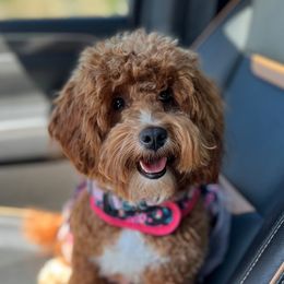 Quigley - Goldendoodle