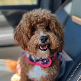 Quigley - Goldendoodle