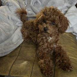 China - Goldendoodle