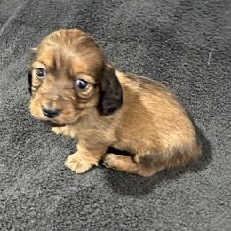 Cherie - Red female Dachshund puppy in Little Rock, Arkansas from Divine Doxies