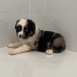 Snickers - Blue merle female Miniature Australian Shepherd puppy in Baker, Florida from East to Western Aussies