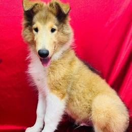 Cooper - Sable male Collie puppy in Groveland, Florida from Palmhaven Collies