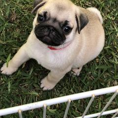 Bulldog and Pug Puppies from JR’s Pugs