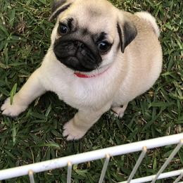 Bulldog and Pug Puppies from JR’s Pugs