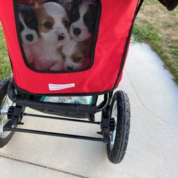 Cavalier King Charles Spaniel Puppies from Austin Cavaliers