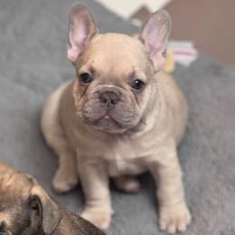 Dolce - Cream female French Bulldog puppy in Newport News, Virginia from Emotional Support Babies