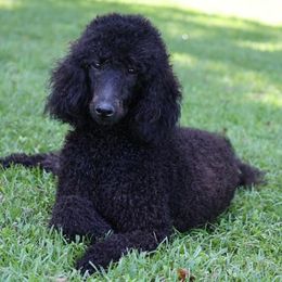 Poodles from Grassy Springs Poodles