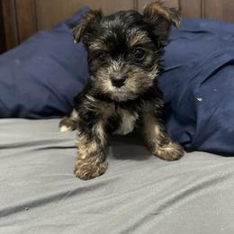 Sausage - Tan male Yorkshire Terrier puppy in Rochester, New York from Tnt Yorkies and Cosmic corgis
