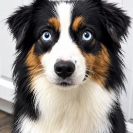 Miniature American Shepherds from Melissa Medina