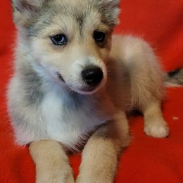 Mo - Chocolate Pomsky puppy in Stover, Missouri from Lx2 County Line Pomskis
