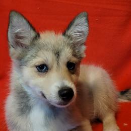 Mo - Chocolate Pomsky puppy in Stover, Missouri from Lx2 County Line Pomskis