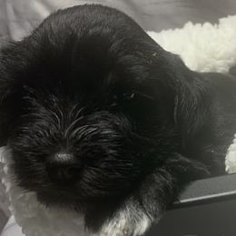 Girl 1 - Black Miniature Schnauzer puppy in Mountain Home, Idaho from Kissack Kennels