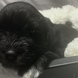 Girl 1 - Black Miniature Schnauzer puppy in Mountain Home, Idaho from Kissack Kennels