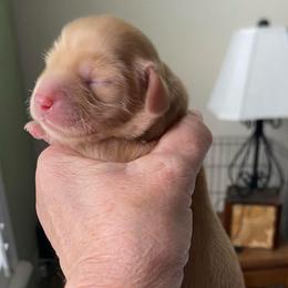Sunny - Cream female Dachshund puppy in Lake Mary, Florida from Lakeside Doxies