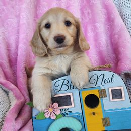 Faith - Cream female Dachshund puppy in Grants Pass, Oregon from vom Treuen Wachter
