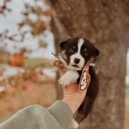 Binx - Black and tan male Pembroke Welsh Corgi puppy in La Porte City, Iowa from Cedar River Corgis