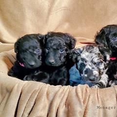 Mudi Puppies from Menagerie Mudis & More