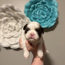 Boy 3 - Liver and white male Shih Tzu puppy in Springfield, Missouri from Lopez Family Tails