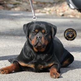 Chikka - Rottweiler