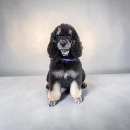 Lincoln - Phantom male Poodle puppy in Port Orange, Florida from Daytona’s Standard Poodles