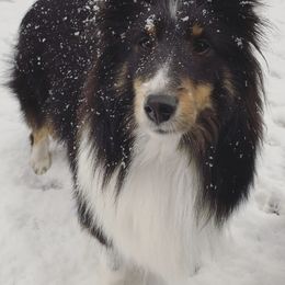 Shetland Sheepdog All Grown Up from Clermont