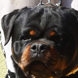 LIA - Rottweiler