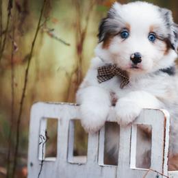 Regina - Blue merle female Australian Shepherd puppy in Georgetown, Texas from River Reign Australian Shepherds