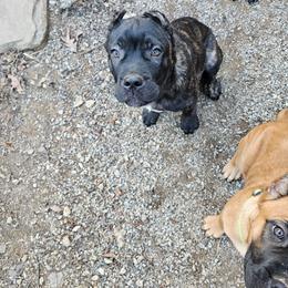 Boy 2 - Black brindle male Cane Corso puppy in Winchester, Virginia from Paladin's Cane Corsos