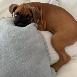 Girl 1 - Fawn Boxer puppy in Wichita Falls, Texas from Grammy’s Boxer Babies