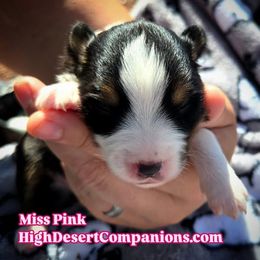 Miss Pink - Black tri female Toy Australian Shepherd puppy in Dolan Springs, Arizona from High Desert Companions