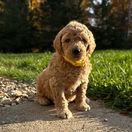 Yellow - Female - Red  female Goldendoodle puppy in Kent City, Michigan from Hannah Mae Doodles