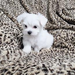 Mace - White female Maltese puppy in Austin, Texas from Austin Maltese Babies