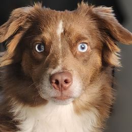 Miniature American Shepherds and Miniature Australian Shepherds from Majestic Point Aussies