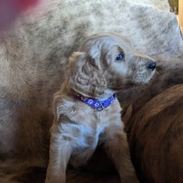 "purple Female" Goldendoodle Puppies from Doodle Kisses
