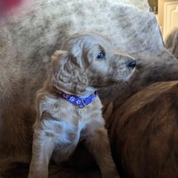 "purple Female" Goldendoodle Puppies from Doodle Kisses