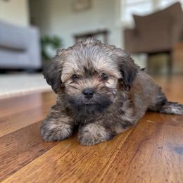 Woody - Fawn brindle male Havanese puppy in Lancaster, South Carolina from 3 Bs Havanese-PUPPIES with  PURPOSE