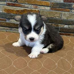 Girl2 - Black and tan female Pembroke Welsh Corgi puppy in Visalia, California from VIP Stables