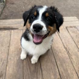 Blue - Black tri-color male Australian Shepherd puppy in Grand Rapids, Michigan from Griffin Tides - Australian Shepherds