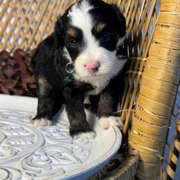 Male 3 - Tri-color male Bernedoodle puppy in Belgreen, Alabama from Scott’s Farm Poodles and Doodles
