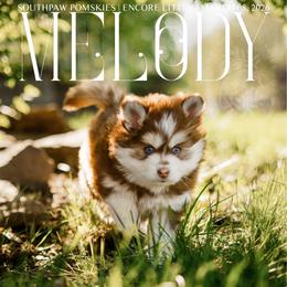 Melody - Red and white female Pomsky puppy in Mattoon, Illinois from Southpaw Pomskies