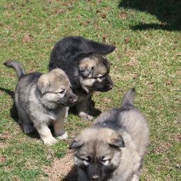 German Shepherd Puppies from Silver Raye German Shepherds