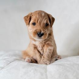 Purple (Boy 3) - Apricot male Goldendoodle puppy in Portland, Oregon from Smith Family Doodles