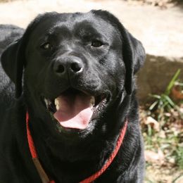 Golden Retrievers and Labrador Retrievers from Oak Breeze Retrievers