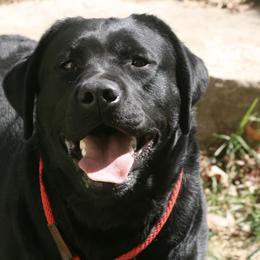 Golden Retrievers and Labrador Retrievers from Oak Breeze Retrievers
