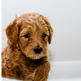 Goldendoodle Puppies from Alaya Rae doodles