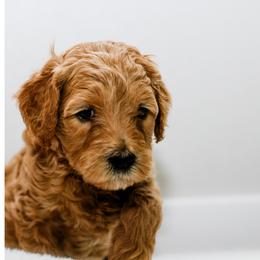 Goldendoodle Puppies from Alaya Rae doodles