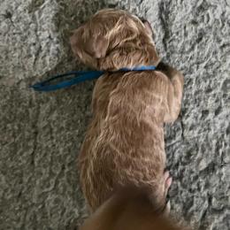 Royal blue collar - Cream male Labradoodle puppy in Mechanicville, New York from Deuce's Doodles