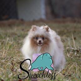 Violet - Pomeranian
